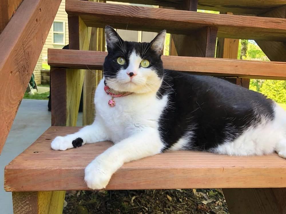 PetSoKoo Four-Leaf Clover Cat Collar with Bell Breakaway Buckle. Japan Chirimen,Cute Kitten Collar for Girl Boy,Samll Cat,Blue - Image 6