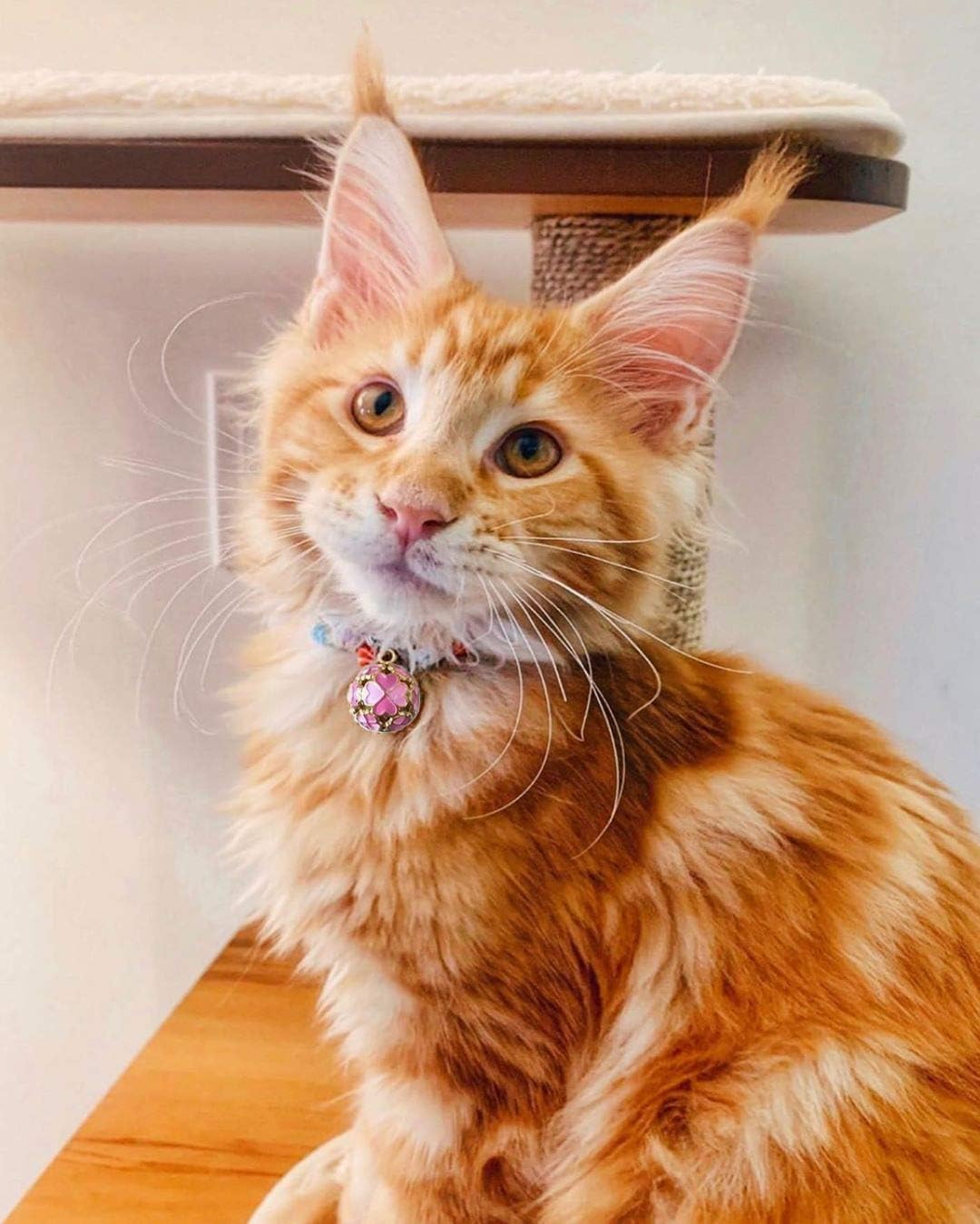 PetSoKoo Four-Leaf Clover Cat Collar with Bell Breakaway Buckle. Japan Chirimen,Cute Kitten Collar for Girl Boy,Samll Cat,Blue - Image 8