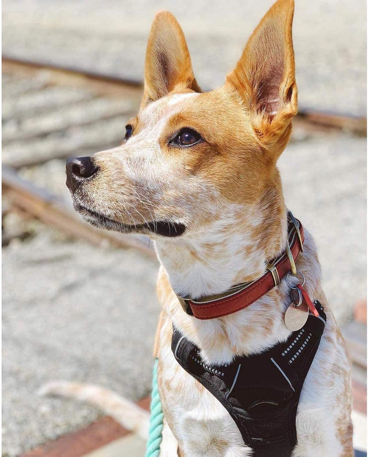 rabbitgoo Dog Harness, No-Pull Pet Harness with 2 Leash Clips, Adjustable Soft Padded Vest, Reflective No-Choke Pet Oxford Vest with Easy Control Handle for Medium Dogs, Black, M - Image 10