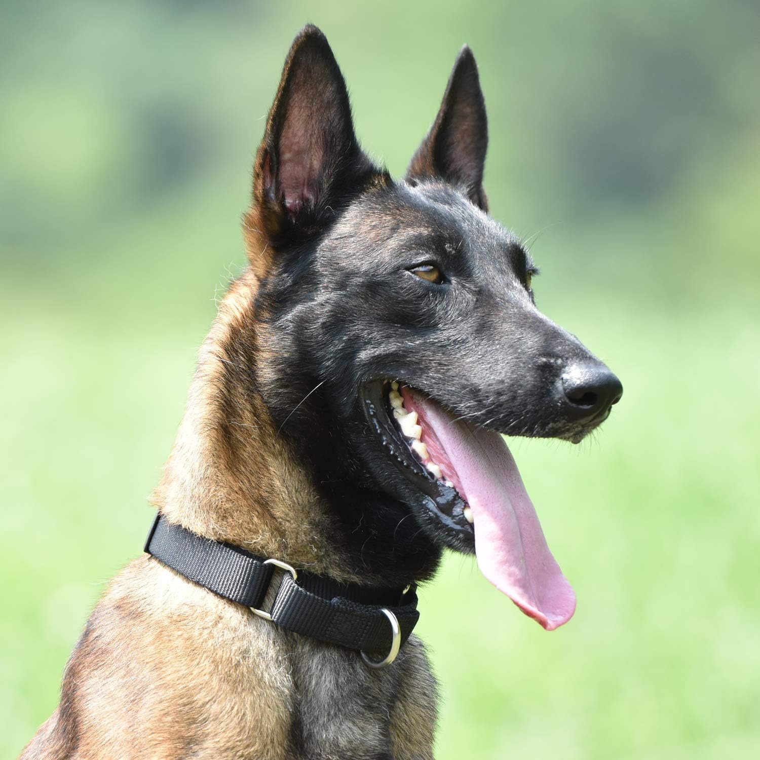 Hyhug Martingale Dog Collar Large Black |Escape - Proof Heavy Duty Nylon Durable No Pull, Ideal for Training & Daily Walks - Image 5