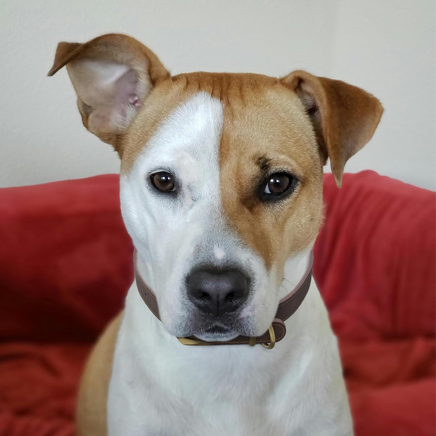 QRDA Leather Dog Collar Brown Dog Training Collar Heavy Duty Premium Leather Dog Collar Dog Collars for Medium/Large Dogs - Image 9